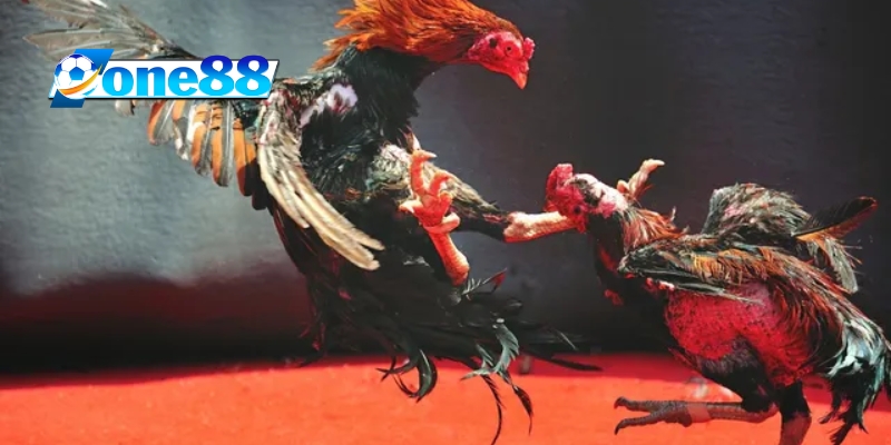 Giới thiệu Đá Gà của One88
